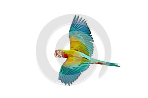Colorful flying Buffwing Macaw parrot isolated on white background.