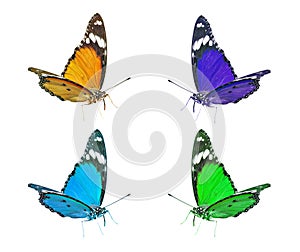 Colorful flying butterflies clip art