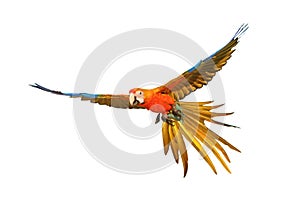 Colorful flying Camelot Macaw parrot isolated on white background.