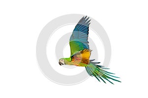 Colorful flying Chestgold Macaw isolated on white background.