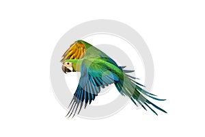 Colorful flying Chestgold Macaw isolated on white background.