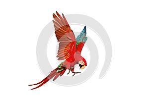 Colorful flying Green-Wing Macaw parrot isolated on white background.