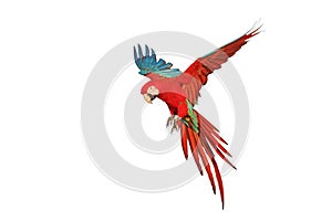 Colorful flying Green-Wing Macaw parrot isolated on white background.