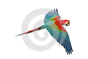 Colorful flying Green-Wing Macaw parrot isolated on white background.