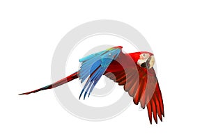 Colorful flying Green-Wing Macaw parrot isolated on white background.