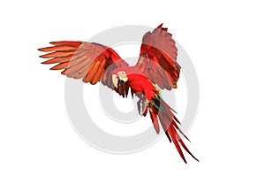 Colorful flying Green-Wing Macaw parrot isolated on white background.