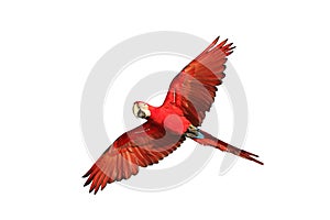 Colorful flying Green-Wing Macaw parrot isolated on white background.