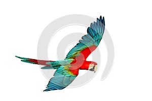 Colorful flying Green-Wing Macaw parrot isolated on white background.