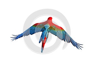 Colorful flying Green-Wing Macaw parrot isolated on white background.