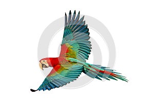 Colorful flying Green-Wing Macaw parrot isolated on white background.