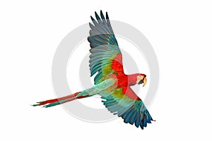 Colorful flying Green Wing Macaw parrot isolated on white background.