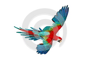 Colorful flying Green Wing Macaw parrot isolated on white background.
