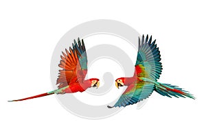 Colorful flying Green-Wing Macaw parrots isolated on white background.