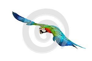 Colorful flying Harlequin Macaw parrot isolated on white background.