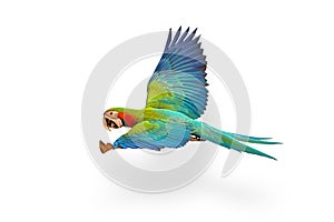 Colorful flying Harlequin Macaw parrot isolated on white background.