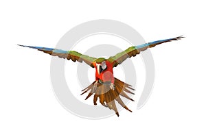 Colorful flying Harlequin Macaw parrot isolated on white background.