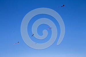 Colorful flying kite fly in the blue sky