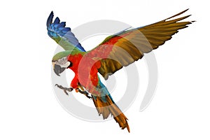 Colorful flying macaw parrot isolated on white