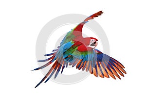 Colorful flying macaw parrot isolated on white