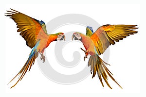 Colorful flying macaw parrots isolated on white