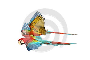 Colorful flying Macaw parrots isolated on white background.