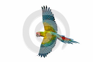 Colorful flying Military Macaw parrot isolated on white background.