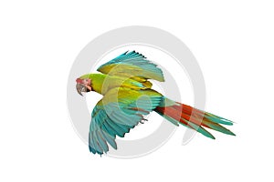 Colorful flying Military Macaw parrot isolated on white background.