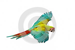 Colorful flying Military Macaw parrot isolated on white background.