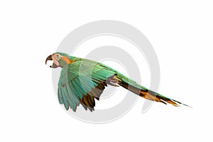 Colorful flying parrot isolated on white background.