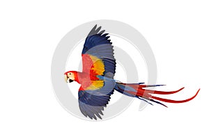Colorful flying Scarlet Macaw parrot isolated on white background with clipping path.
