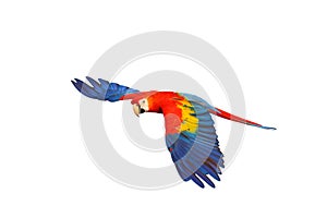 Colorful flying Scarlet Macaw parrot isolated on white background with clipping path.