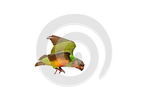 Colorful flying Senegal parrot isolated on white background.