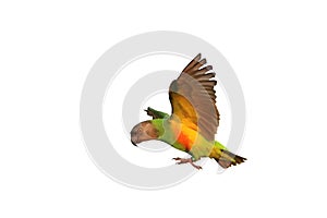 Colorful flying Senegal parrot isolated on white background.