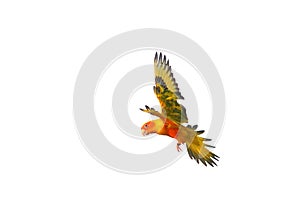 Colorful flying Sun Conure parrot isolated on white background.