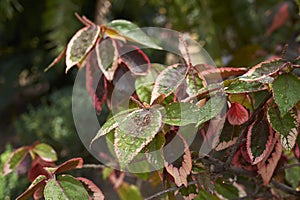 Colorful foliage of Acalypha shrub