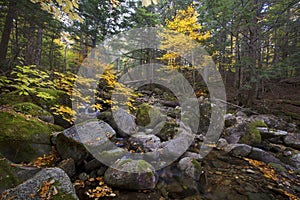 Colorful foliage along Snyder Brook in New Hampshire`s White Mou