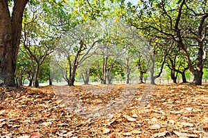 Colorful foliage in the autumn golf course.