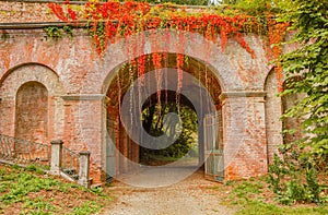 The colorful foliage of beech tree adorns a brick arch
