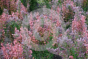 Colorful foliage of Berberis thunbergii atropurpurea