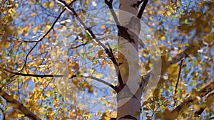 Colorful foliage birch tree autumn time close up. Beautiful golden forest.