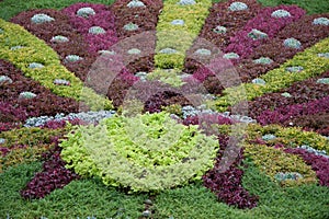 Colorful foliage in formal garden