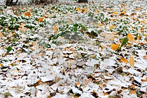 Colorful foliage laying on earth covered with first snowfall