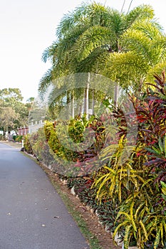 Colorful Foliage Lining A Pathway In A Carvan Park