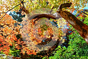 Colorful foliage of a maple tree under bright sunshine in a Japanese garden in Shoren-In Temple in Kyoto, Japan