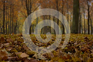 Colorful foliage in the park. Falling leaves natural background