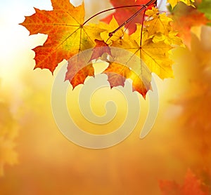 Colorful foliage in the park. Falling  leaves natural background .Autumn season concept