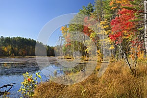 Colorful foliage at Quincy Bog in Plymouth, New Hampshire.