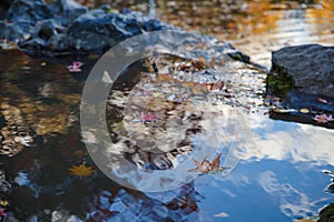 Colorful foliage in the river. Falling autumn maple leaves natural background