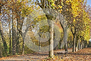 colorful foliage of trees in a park in autumnal sunny day along an alley