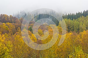 Colorful Forest in Autumn